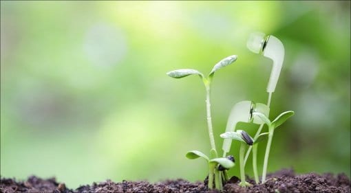 Cultivating sound from plants at Assiniboine Park Conservatory