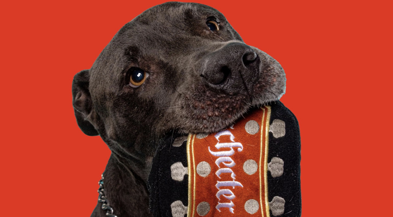 Guitar Journal: Schecter Pets Rockin' Dog Toys